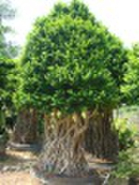 Chinesische Feige, Ficus Ginseng