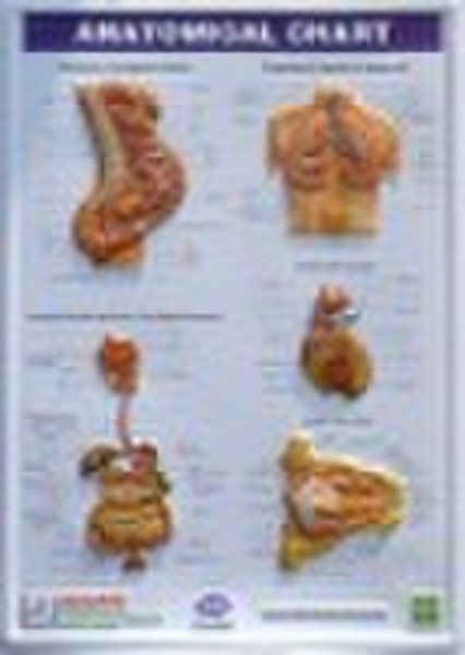 3D Medical Chart