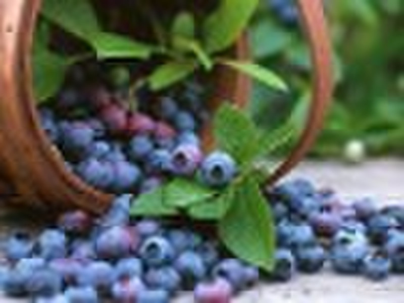 Blueberry  Proanthocyanin