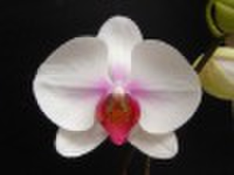 Orchid phalaenopsis seedling
