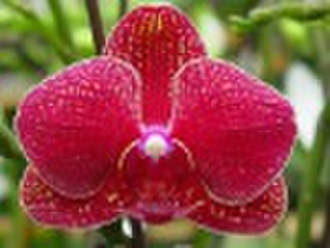 Орхидея фаленопсис рассады