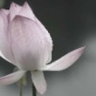 art painting on canvas