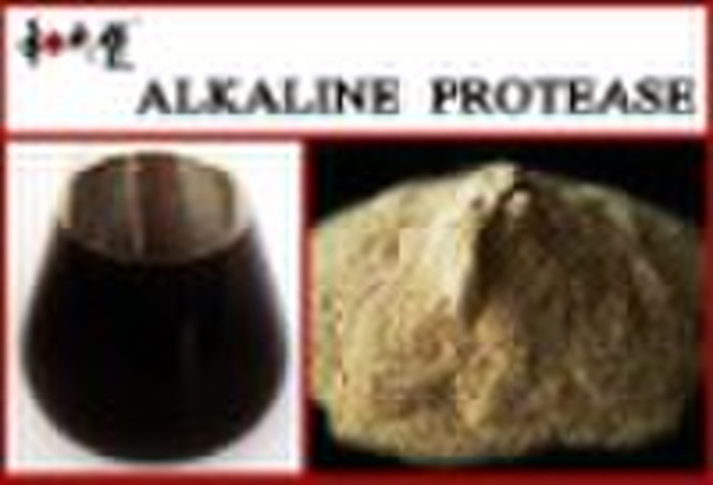 alkline Protease