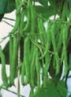 French bean extract( phaseolus vulgaris ;white kid