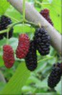 Mulberry fruit extract(Morus alba fruit extract;An