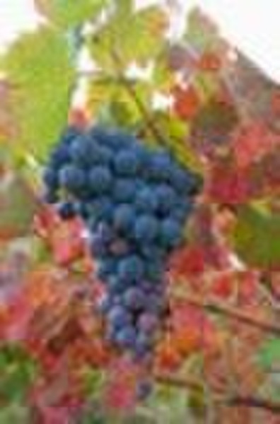 Vitis vinifera extract(Grape seed extract ;grape s