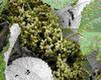 Ramie leaf extract(Boehmeria nipononivea ; herb po