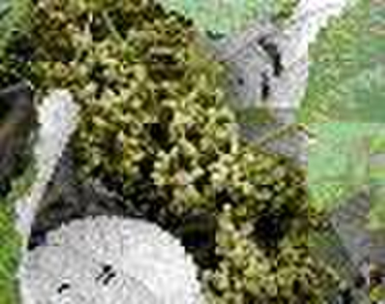 Ramie leaf extract(Boehmeria nipononivea ; herb po