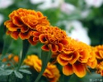 Marigold flower extract(Lutein powder :Tagetes ere