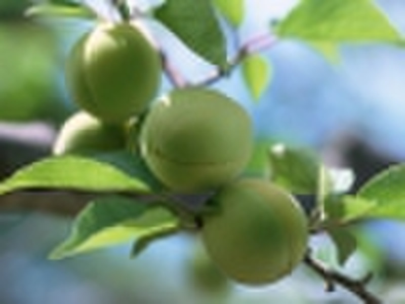 Plum fruit extract (armeniaca mume extract; aprico