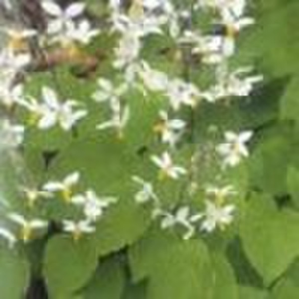 Epimedium brevicornum (Horny Goat Weed; barrenwort)