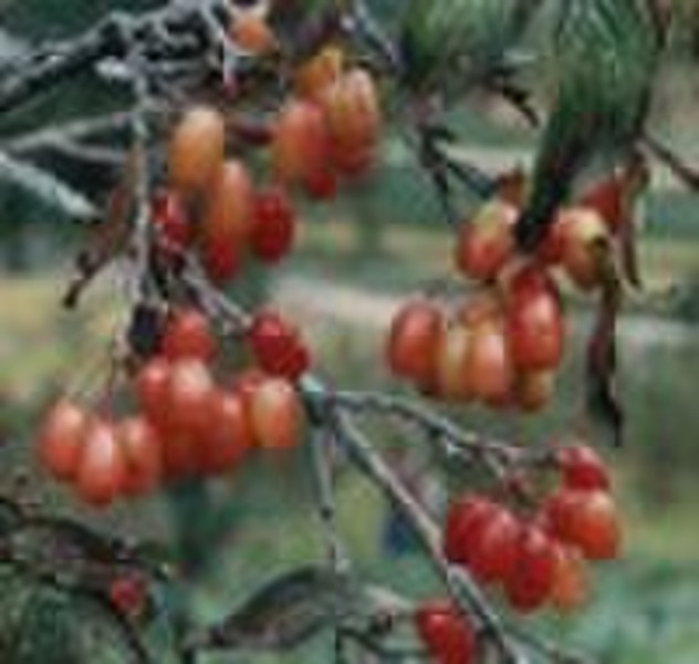 Cornelian Cherry Fruit Extract(dogwood fruit extra