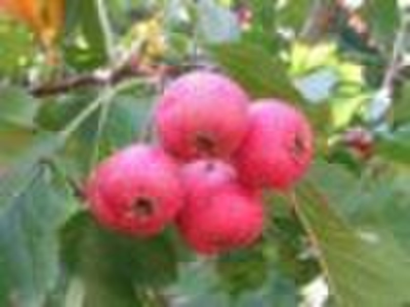 Hawthorn fruit extract(crataegus pinnatifida ;hawt