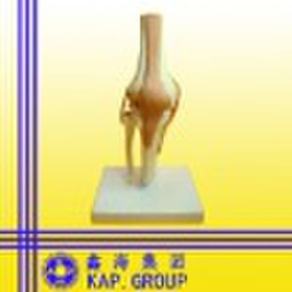 Knee model