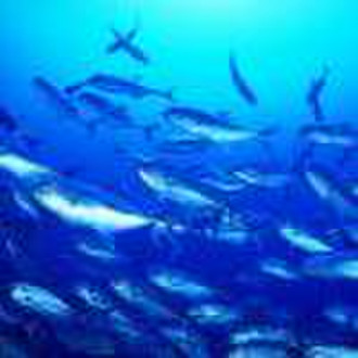 Monopotassium Phosphate( MKP )