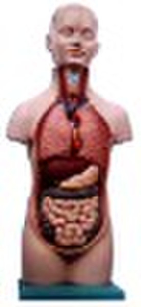 mini torso, 50cm, 12 parts (anatomical model,educa