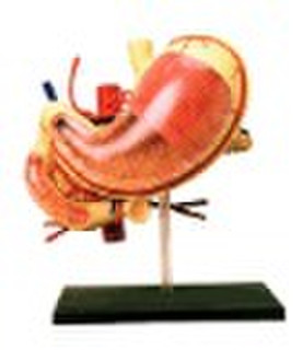 human stomach  toy  (anatomical model ,educational