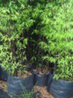 Phyllostachys nigra- schwarzer Bambus in bag gepflanzt