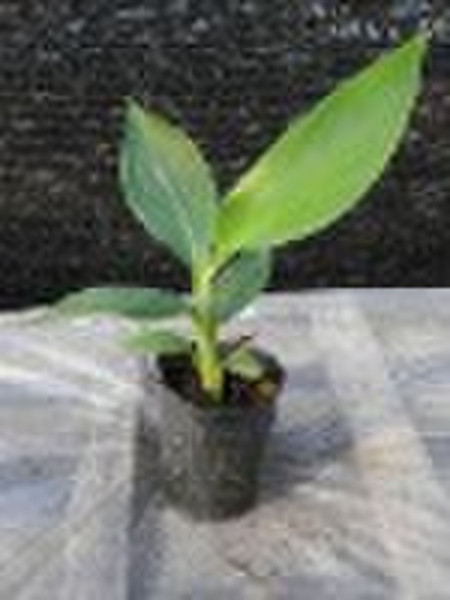 Bananen plants_Musa zugespitzt (AAA-Gruppe) Cavendish