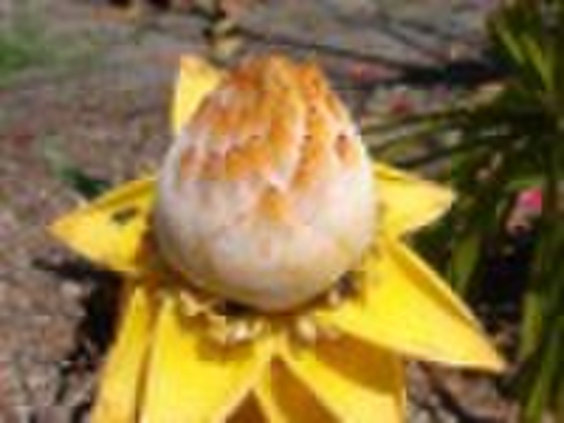 Musella lasiocarpa_golden lotus banana, perennial