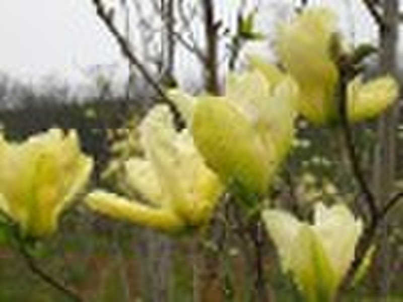 Magnolia plant _ tree seedlings