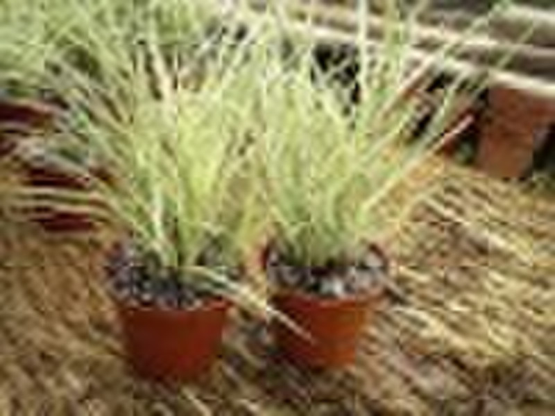 potted grass--Miscanthus sinensis 'Variegatus&