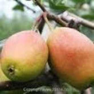 Zao su pear