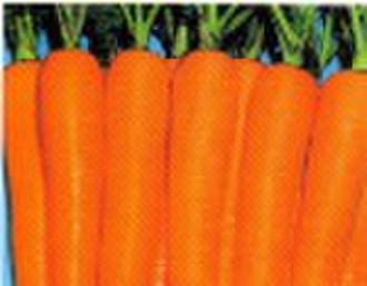 Свежий красный Морковь