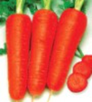 Frische rote Karotte