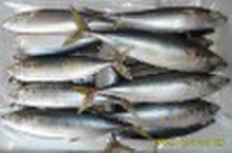 good quality frozen mackerel (300-500g)