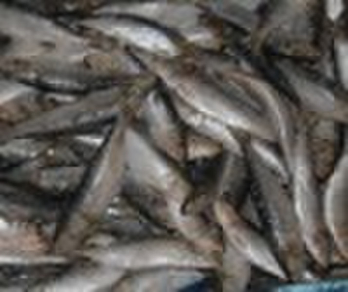 good quality sardine