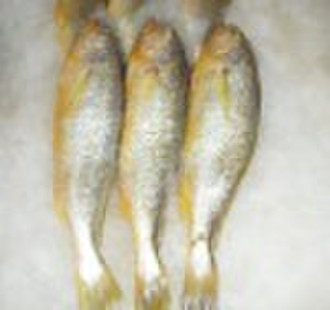 frozen yellow croaker