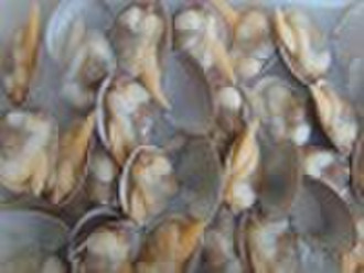 Frozen Boiled Surf Clam Meat