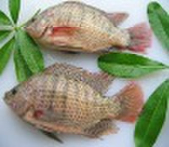 Gefrorene Tilapia, Whole