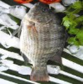 Gefrorene Tilapia, skalierte und ausgenommen