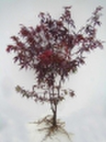 Red Maple