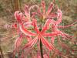 Lycoris (Red)