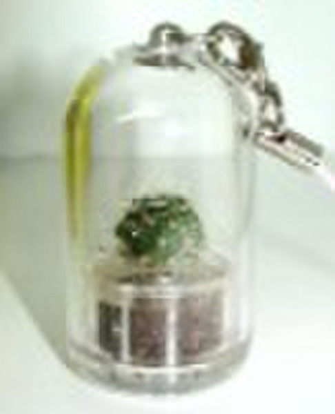 Pet-Baum (mini Pflanze, Tier, Pflanze, Angel Blume, Promo