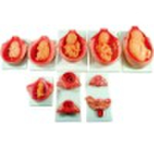 The developent process of fetus
