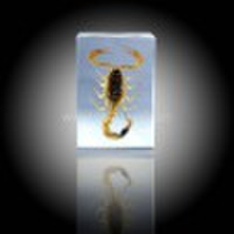 Insect  paperweight -collection lucite resin recta