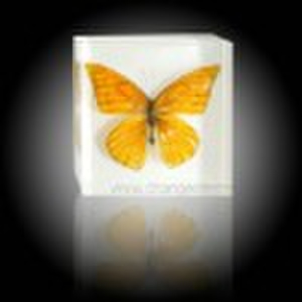 Real insect butterfly biological specimens