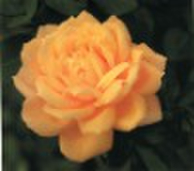 Гибридная чайная роза