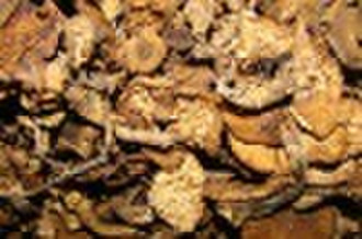 Wild hazel mushroom, with scientific name of Armil