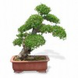 Living Bonsai