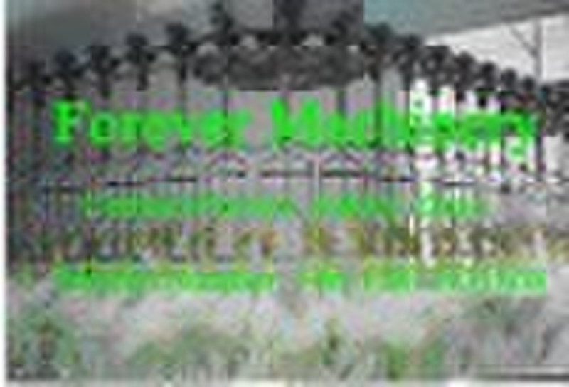 Overhead Chain Conveyor for Poultry Slaughter Hous