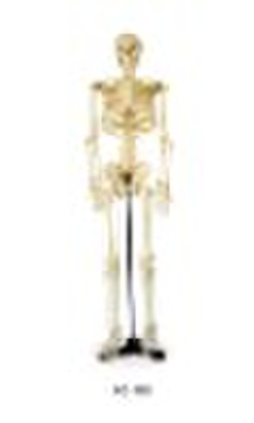 Medium Skeleton 85cm Tall XC-102