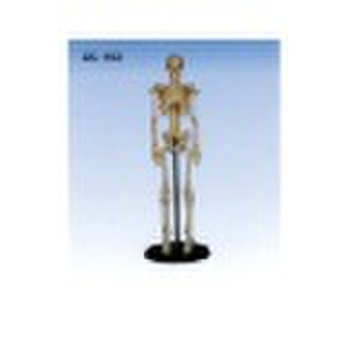 Mini Skeleton 42cm Tall XC-103