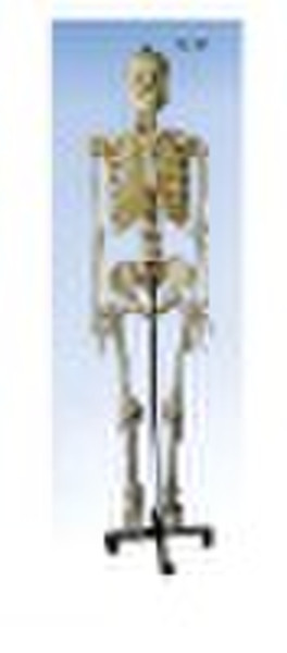Life Size Skeleton 170cm Tall XC-101
