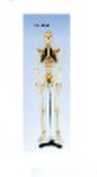 Medium Skeleton With Spinal Nerves 85cm Tall XC-10