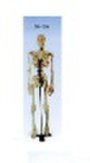 Medium Skeleton With Nerves And Blood Vessels 85cm